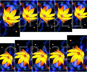 Вся продукция Odiva