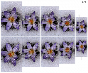 Слайдер-дизайн "Цветок из-под снега 572"
